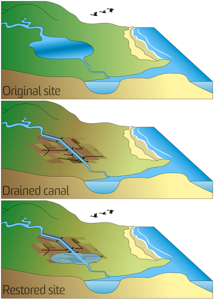 WRL, working with Greater Taree City Council and WetlandCare Australia, have undertaken a comprehensive scientific study to identify and remediate high priority acid farmlands on the Big Swamp floodplain, near Taree, NSW