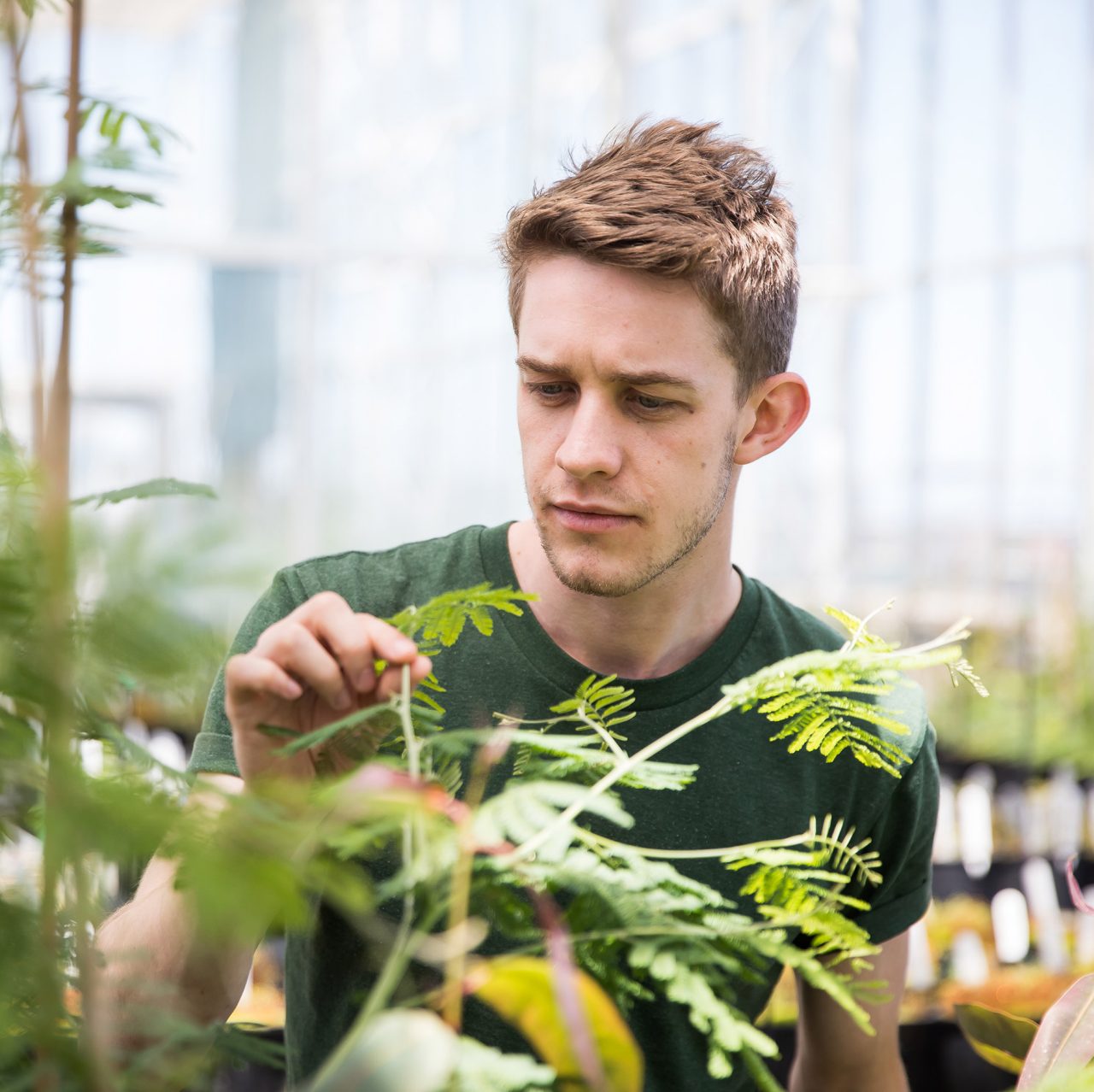 Student working in glasshouse